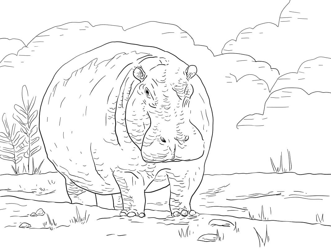 Raskrasil.com-Coloring-Pages-Hippo-5