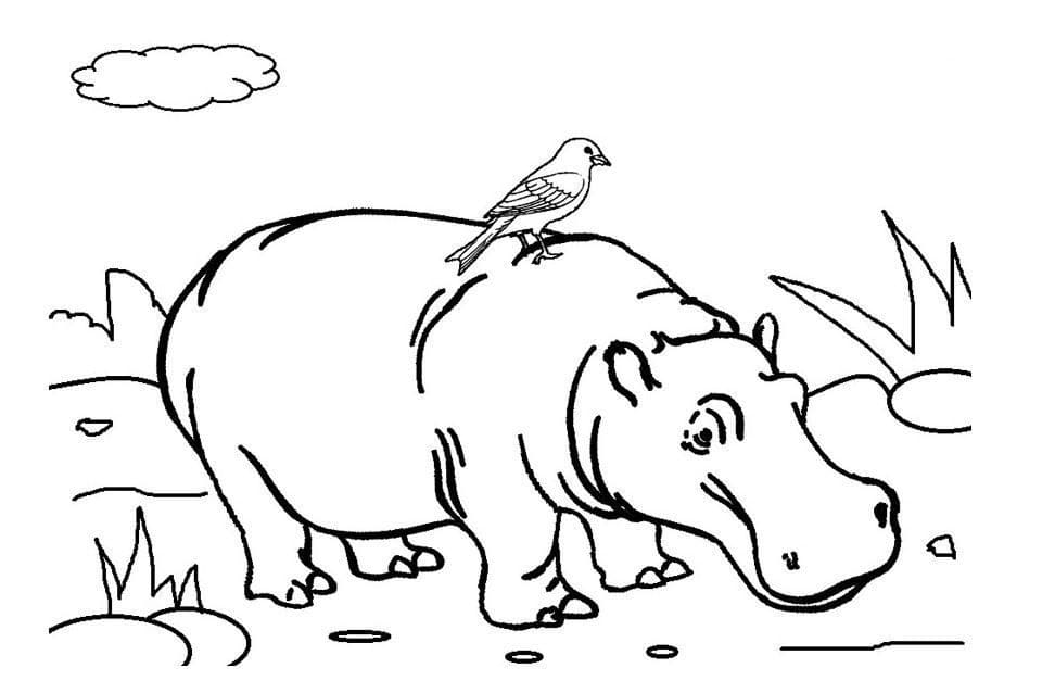 Raskrasil.com-Coloring-Pages-Hippo-50