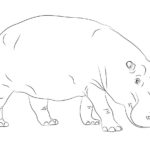 Raskrasil.com-Coloring-Pages-Hippo-53