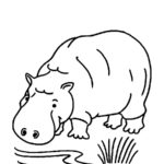 Raskrasil.com-Coloring-Pages-Hippo-54