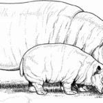 Raskrasil.com-Coloring-Pages-Hippo-57