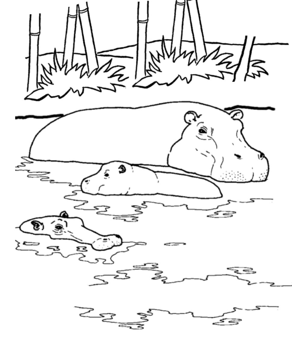 Raskrasil.com-Coloring-Pages-Hippo-58