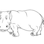 Raskrasil.com-Coloring-Pages-Hippo-60