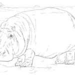 Raskrasil.com-Coloring-Pages-Hippo-63