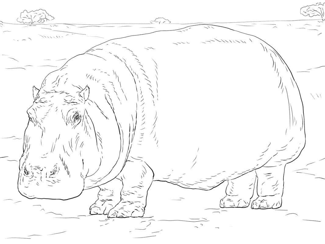 Raskrasil.com-Coloring-Pages-Hippo-63