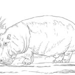 Raskrasil.com-Coloring-Pages-Hippo-7