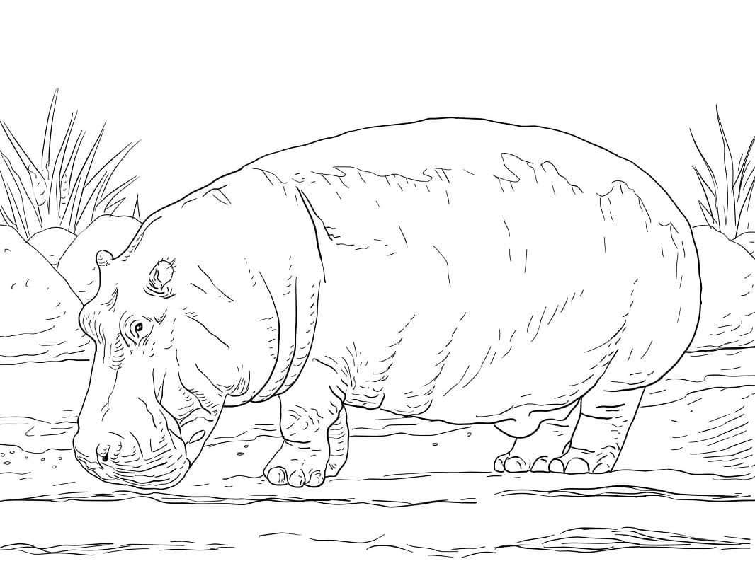 Raskrasil.com-Coloring-Pages-Hippo-7
