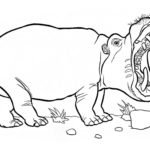 Raskrasil.com-Coloring-Pages-Hippo-72