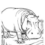 Raskrasil.com-Coloring-Pages-Hippo-81