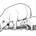 Raskrasil.com-Coloring-Pages-Hippo-9