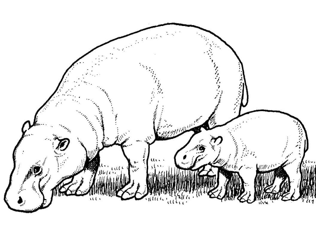 Raskrasil.com-Coloring-Pages-Hippo-9