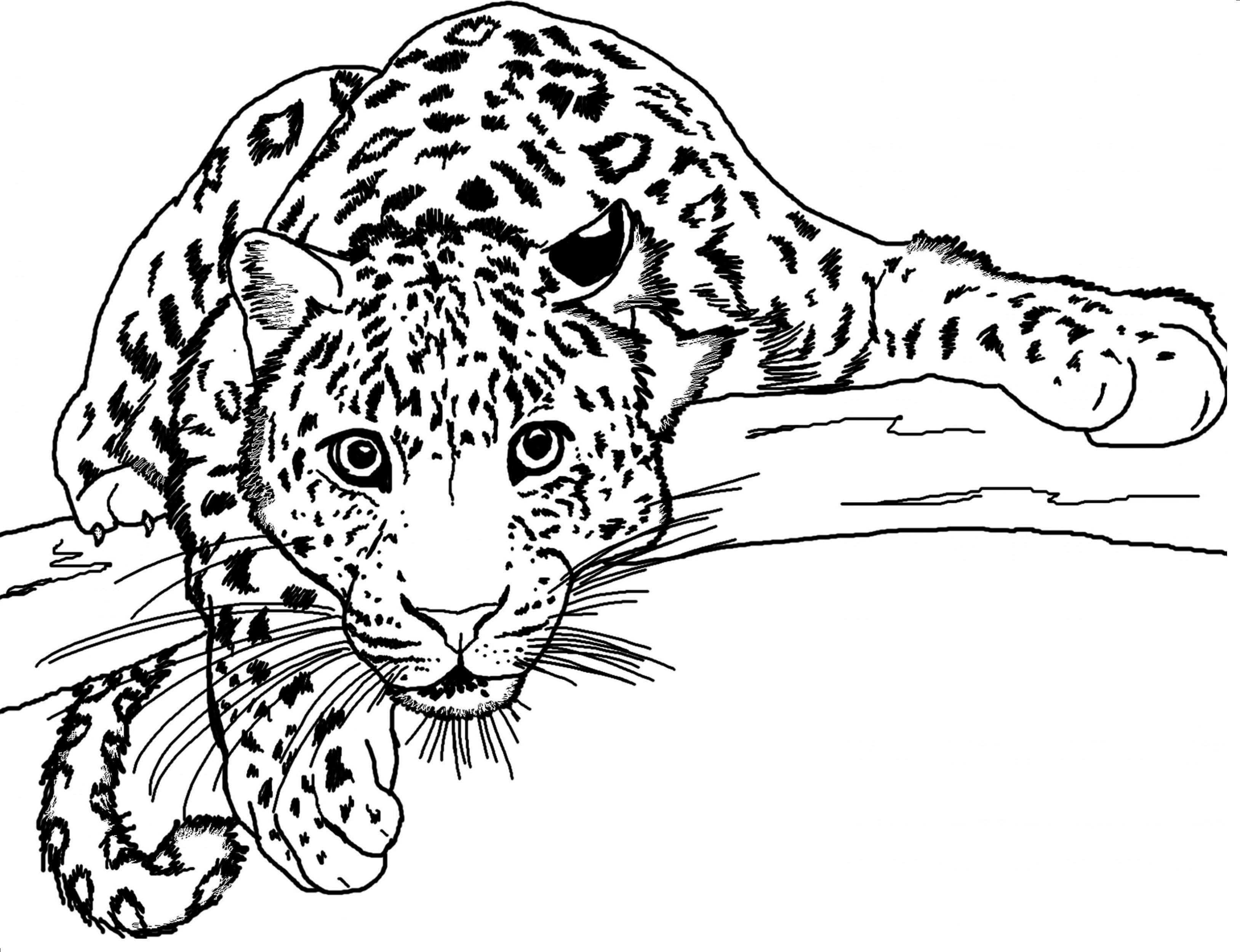 Raskrasil.com-Coloring-Pages-Jungle-Animals-102