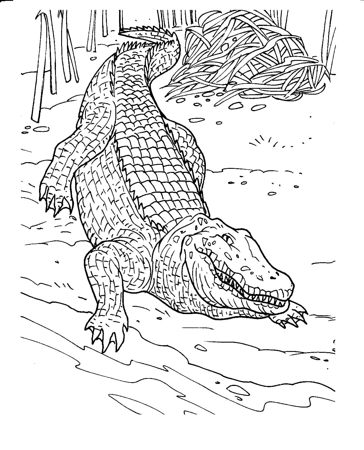 Raskrasil.com-Crocodile-Coloring-Pages-1