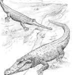 Raskrasil.com-Crocodile-Coloring-Pages-12