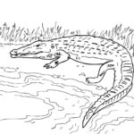 Raskrasil.com-Crocodile-Coloring-Pages-15