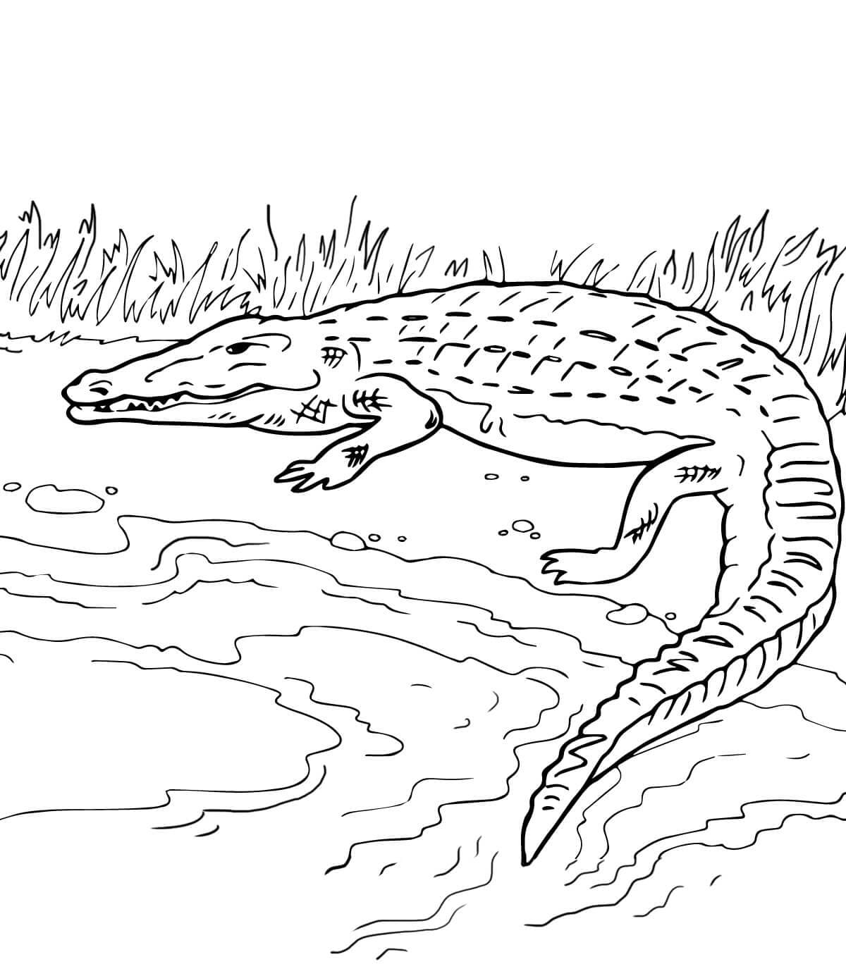 Raskrasil.com-Crocodile-Coloring-Pages-15