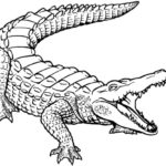 Raskrasil.com-Crocodile-Coloring-Pages-17