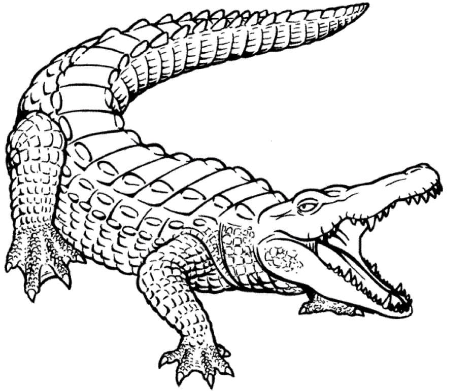 Raskrasil.com-Crocodile-Coloring-Pages-17