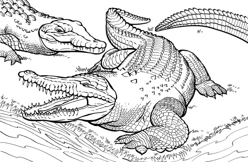 Raskrasil.com-Crocodile-Coloring-Pages-2