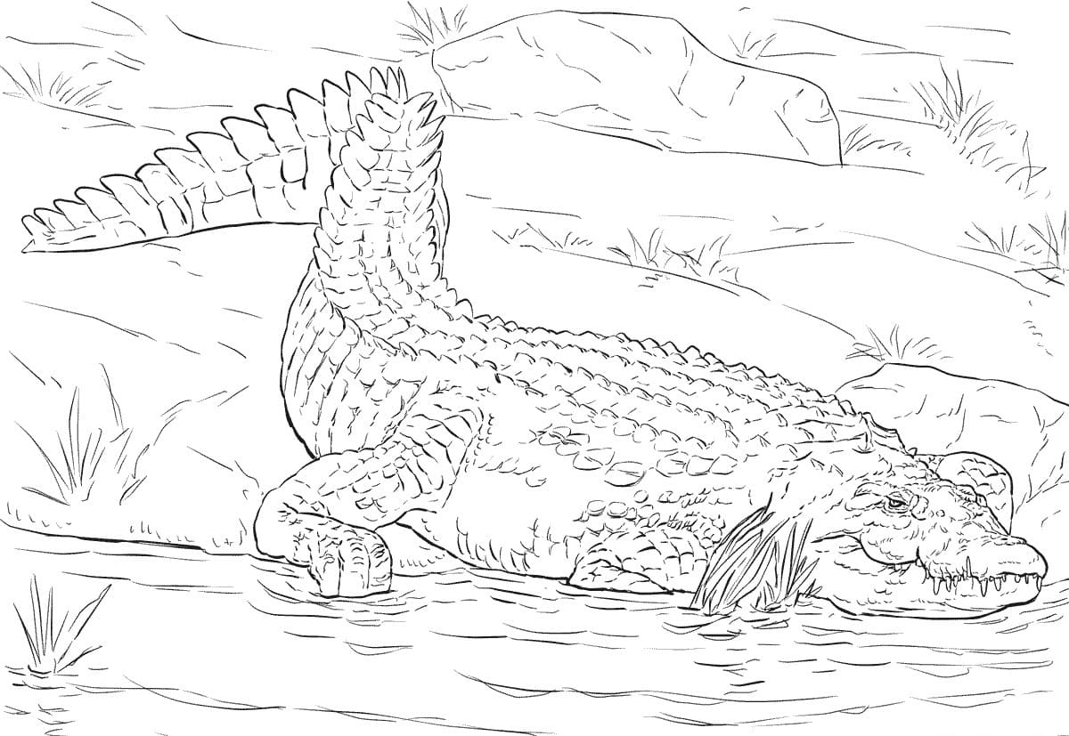 Raskrasil.com-Crocodile-Coloring-Pages-3