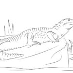 Raskrasil.com-Crocodile-Coloring-Pages-32