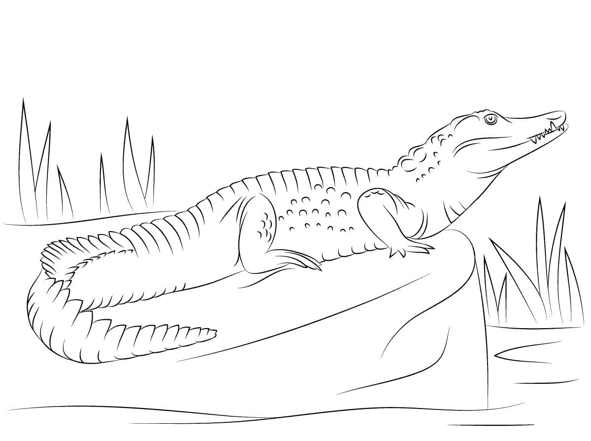 Raskrasil.com-Crocodile-Coloring-Pages-32