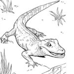 Raskrasil.com-Crocodile-Coloring-Pages-38