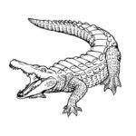 Previous Attachment