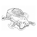 Raskrasil.com-Crocodile-Coloring-Pages-58