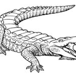 Raskrasil.com-Crocodile-Coloring-Pages-6