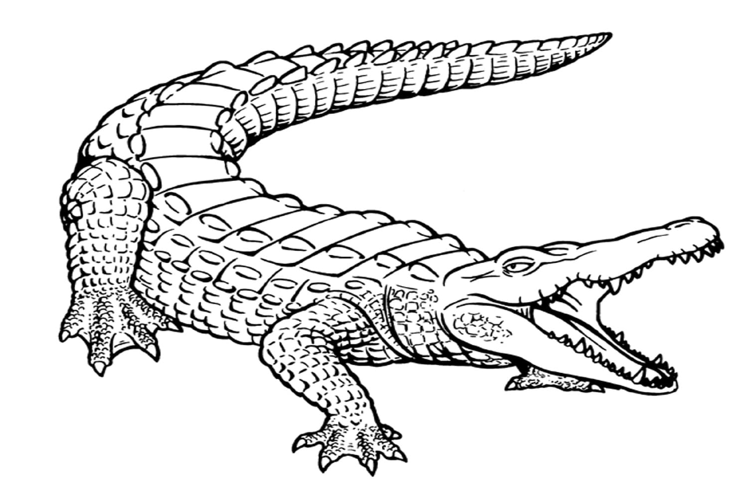 Raskrasil.com-Crocodile-Coloring-Pages-6