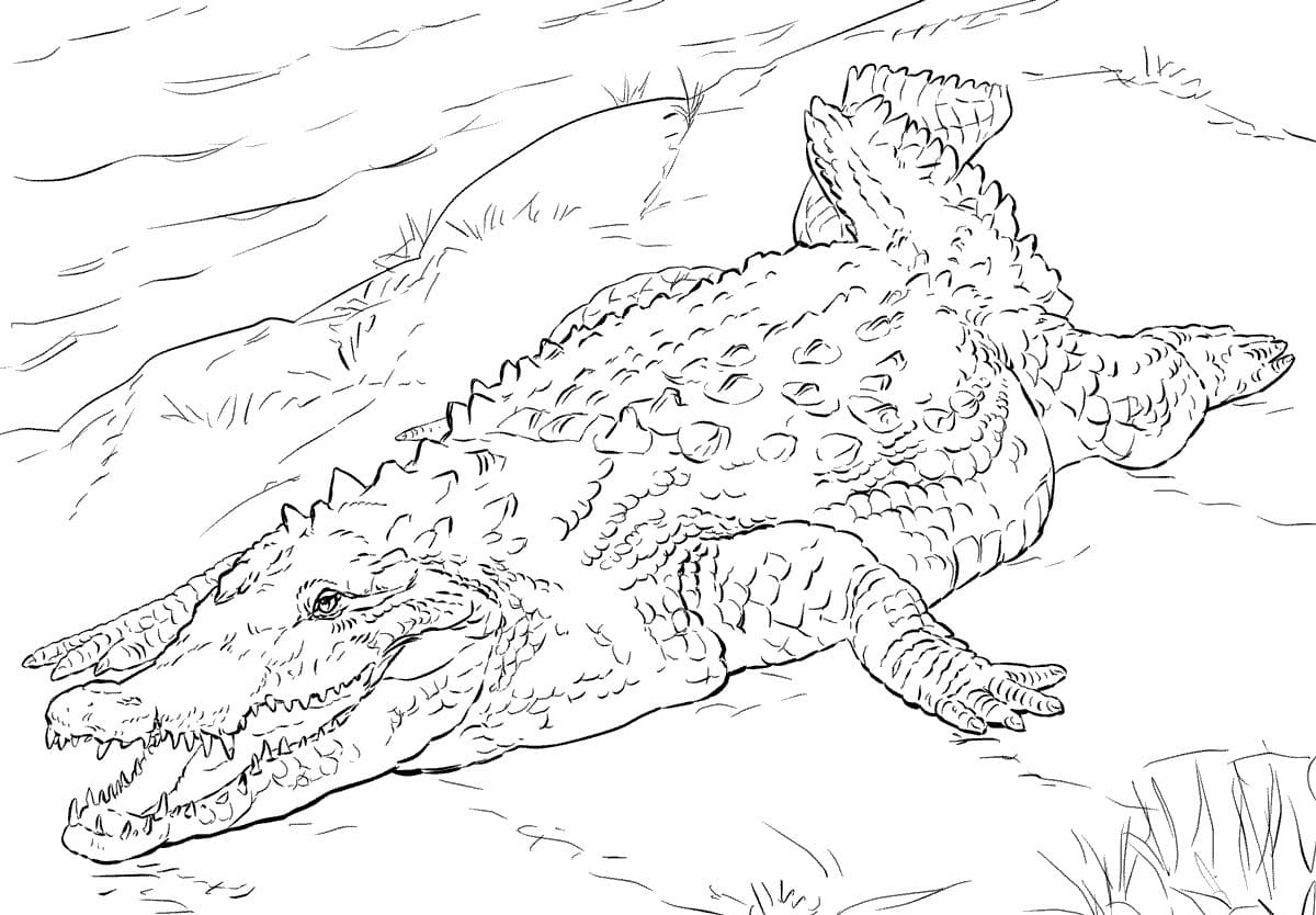 Raskrasil.com-Crocodile-Coloring-Pages-8