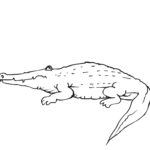 Raskrasil.com-Crocodile-Coloring-Pages-86