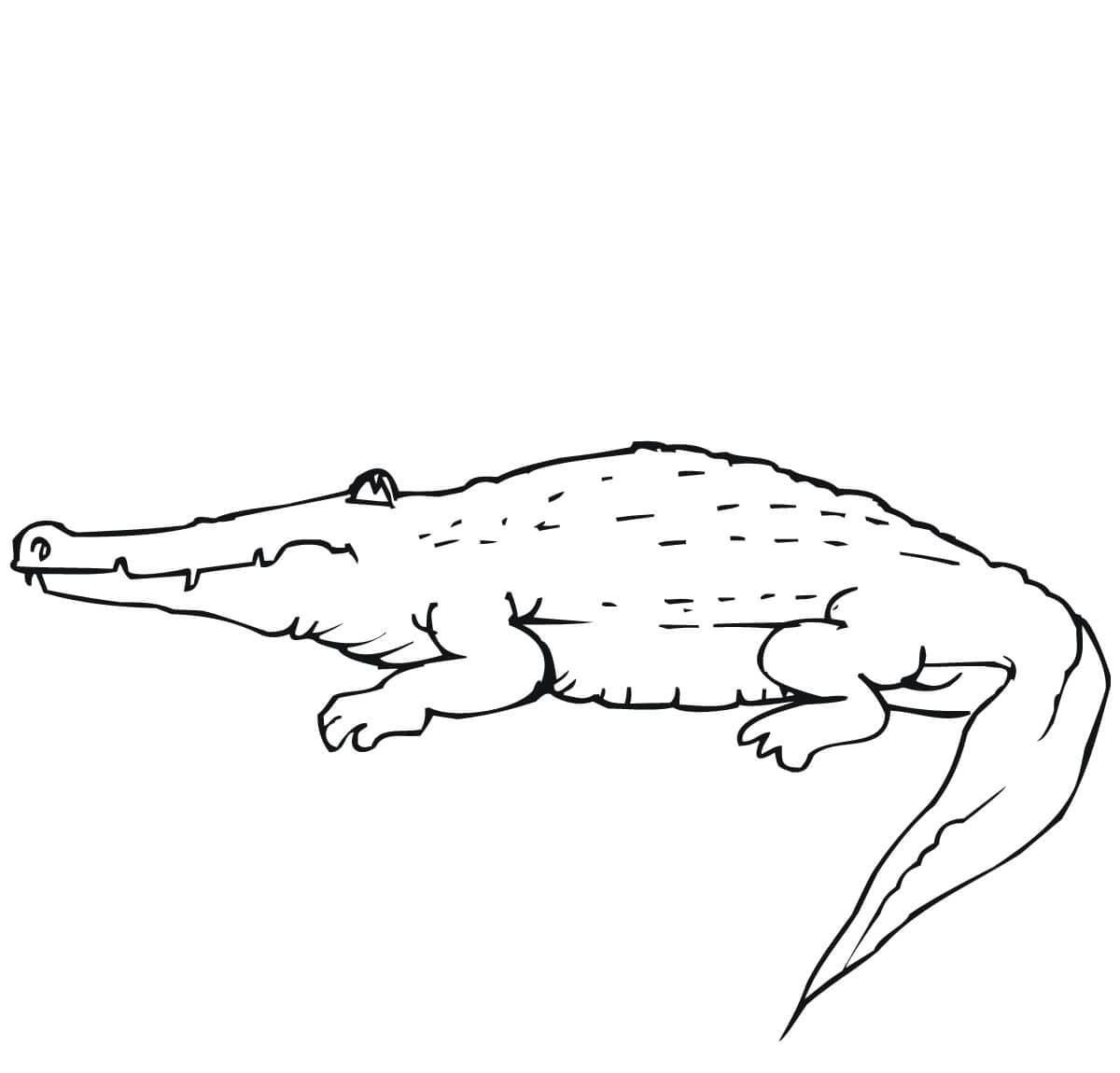 Raskrasil.com-Crocodile-Coloring-Pages-86