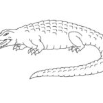 Raskrasil.com-Crocodile-Coloring-Pages-91