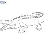 Raskrasil.com-Crocodile-New-Coloring-Pages-10