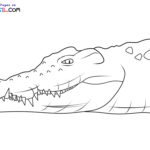 Raskrasil.com-Crocodile-New-Coloring-Pages-7