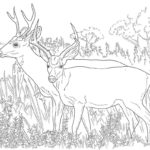 Raskrasil.com-Deer-Colorıng-Pages-106