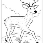 Raskrasil.com-Deer-Colorıng-Pages-12