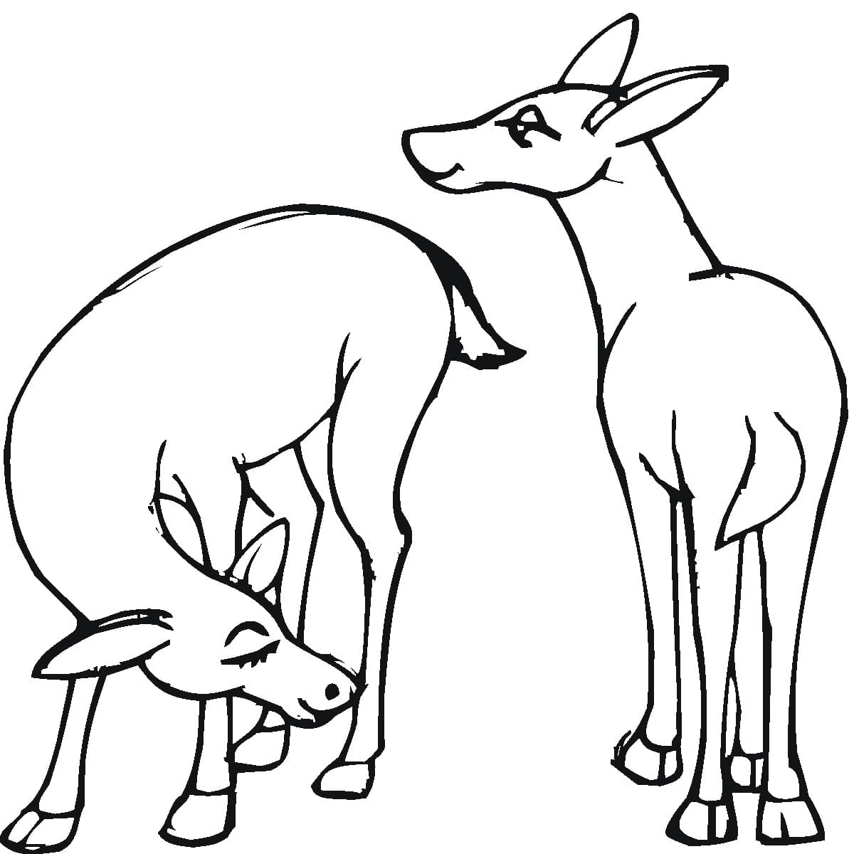 Raskrasil.com-Deer-Colorıng-Pages-19