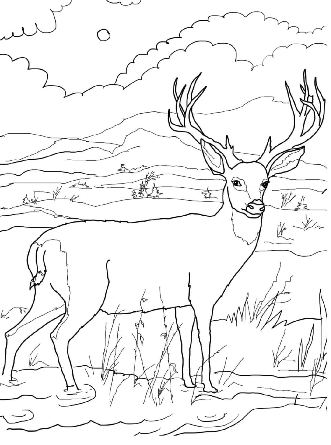 Raskrasil.com-Deer-Colorıng-Pages-3