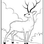 Raskrasil.com-Deer-Colorıng-Pages-30