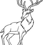 Raskrasil.com-Deer-Colorıng-Pages-33