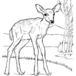 Raskrasil.com-Deer-Colorıng-Pages-36