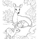 Raskrasil.com-Deer-Colorıng-Pages-37