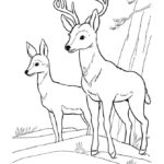 Raskrasil.com-Deer-Colorıng-Pages-39