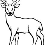 Raskrasil.com-Deer-Colorıng-Pages-4