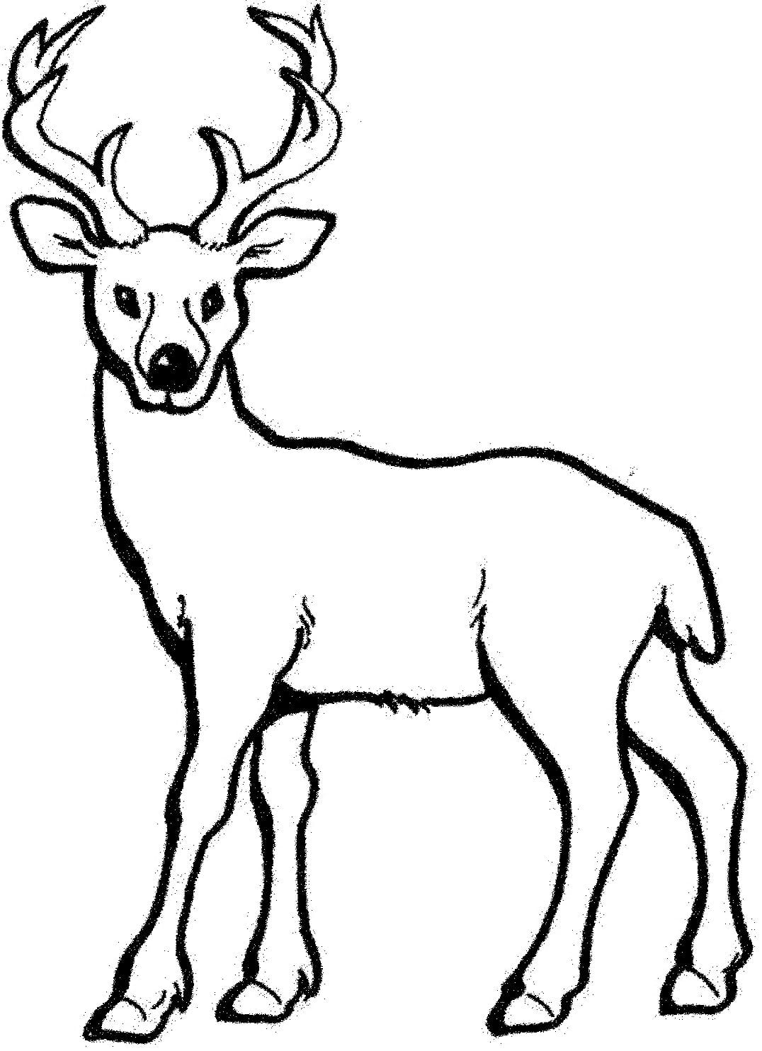 Raskrasil.com-Deer-Colorıng-Pages-4