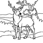 Raskrasil.com-Deer-Colorıng-Pages-40