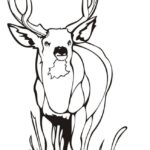 Raskrasil.com-Deer-Colorıng-Pages-45